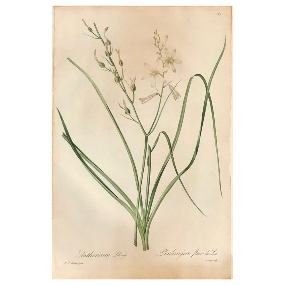Phalangium Liliago Hand Colored Engraving Signed P.J. Redoute