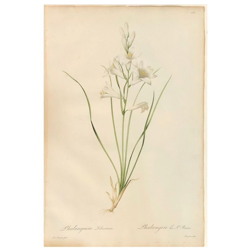 Phalangium Liliastrum Hand Painted Colored Engraving Signed P.J. Redoute