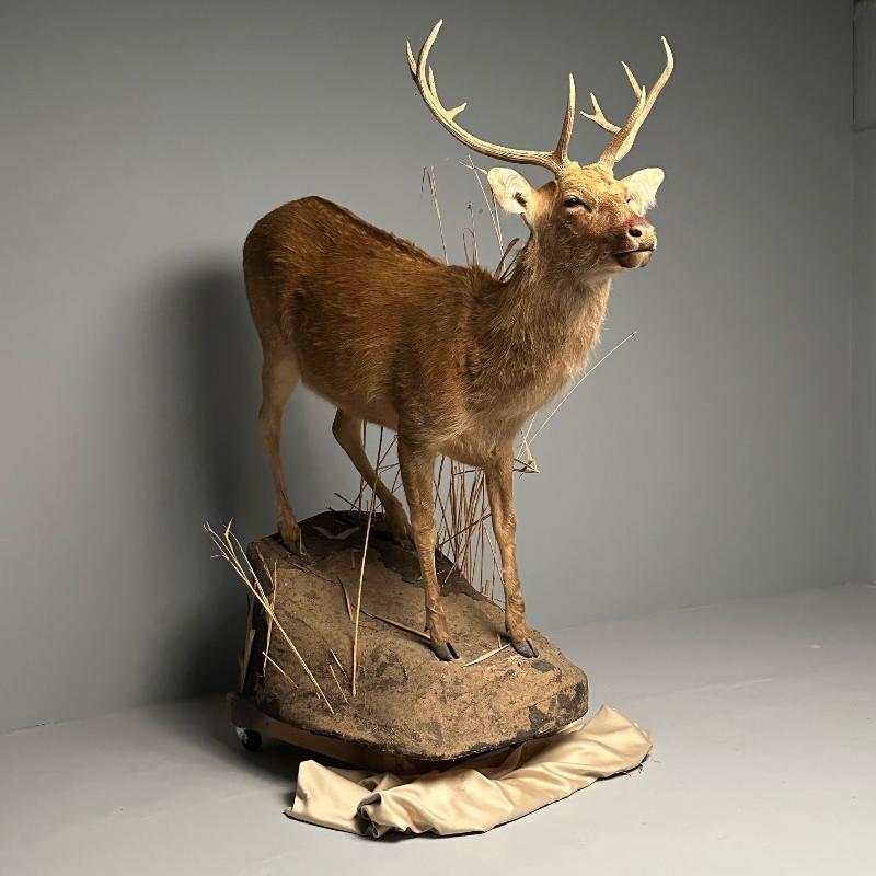 Life-Size Taxidermy Full Body Deer on Faux ConcreteBase, Barasingha