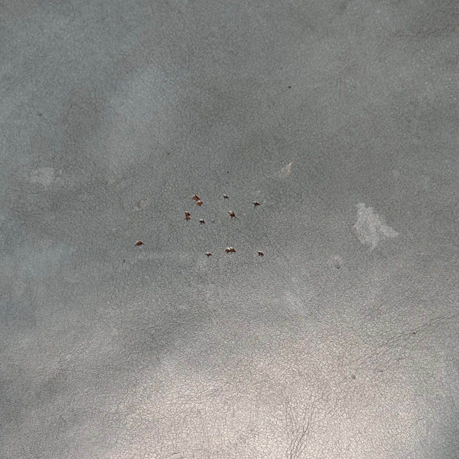 Dunbar, Mid-Century Modern, Occasional Chairs, Leather, Rosewood, 1950s