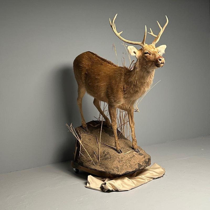 Life-Size Taxidermy Full Body Deer on Faux ConcreteBase, Barasingha
