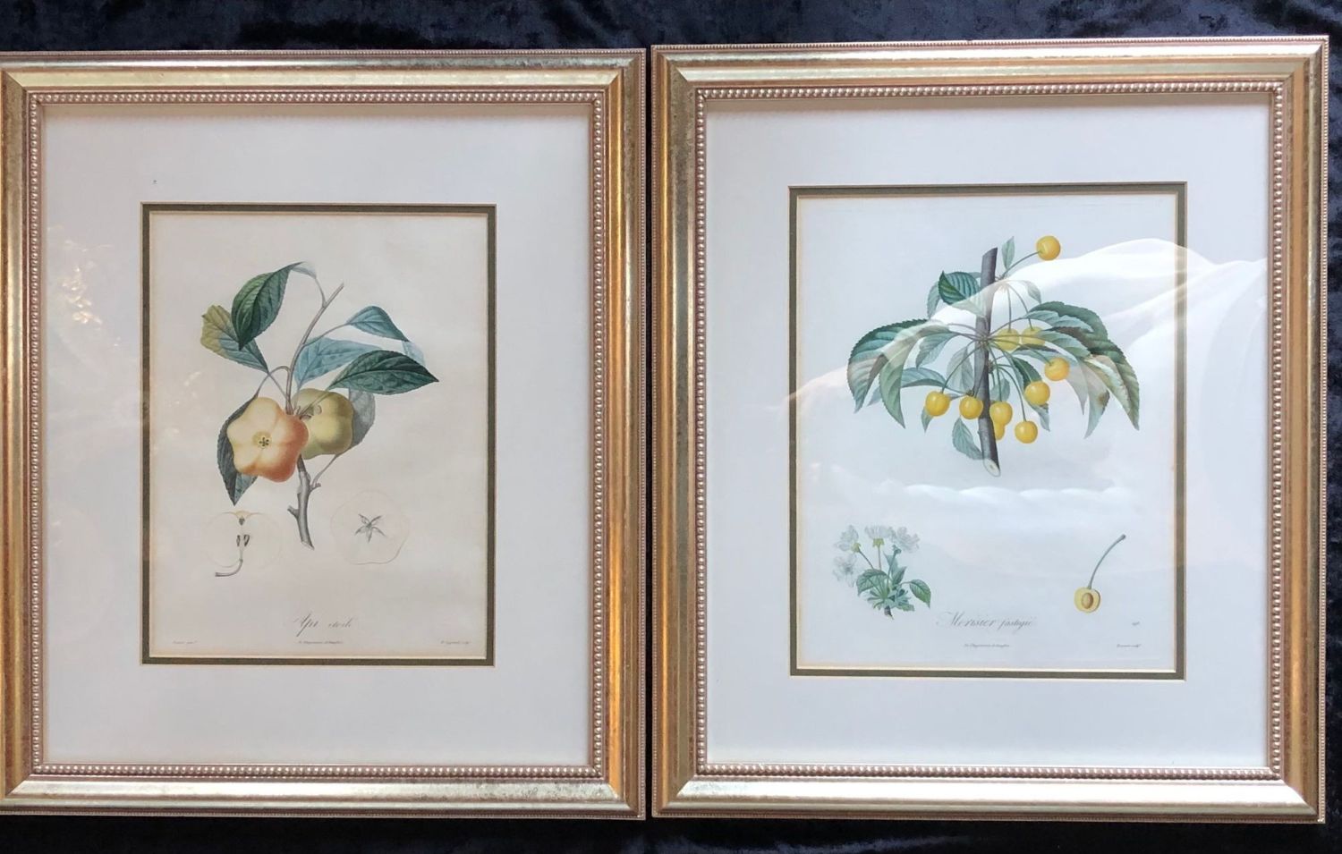 Ten Hand-Colored Color Stipple Engravings from Traite Des Arbres Fruitiers