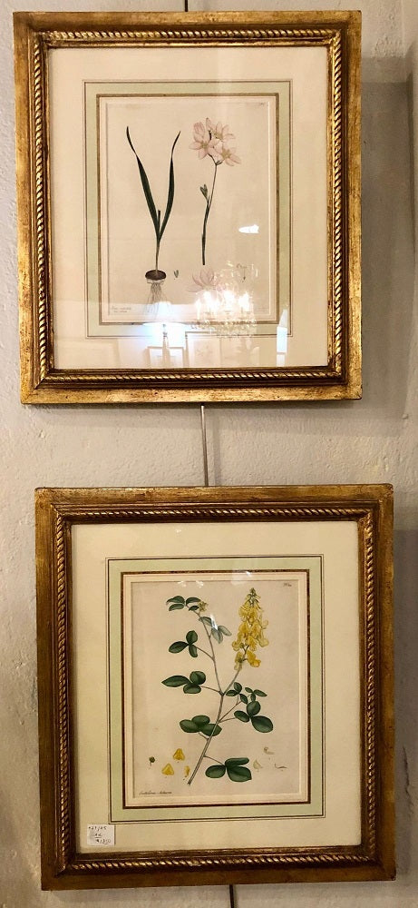 Two of the Hand Colored Botanist Repository Series 1797 Andrews, Henry 'British'