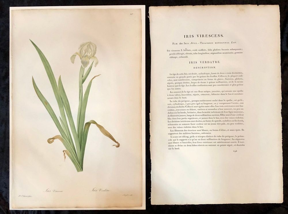 Iris Virescens, Lalics Hand Colored Engraving Signed P. J. Redoute