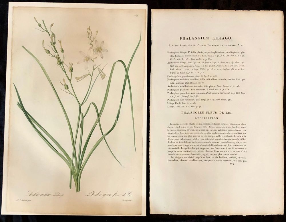Phalangium Liliago Hand Colored Engraving Signed P.J. Redoute