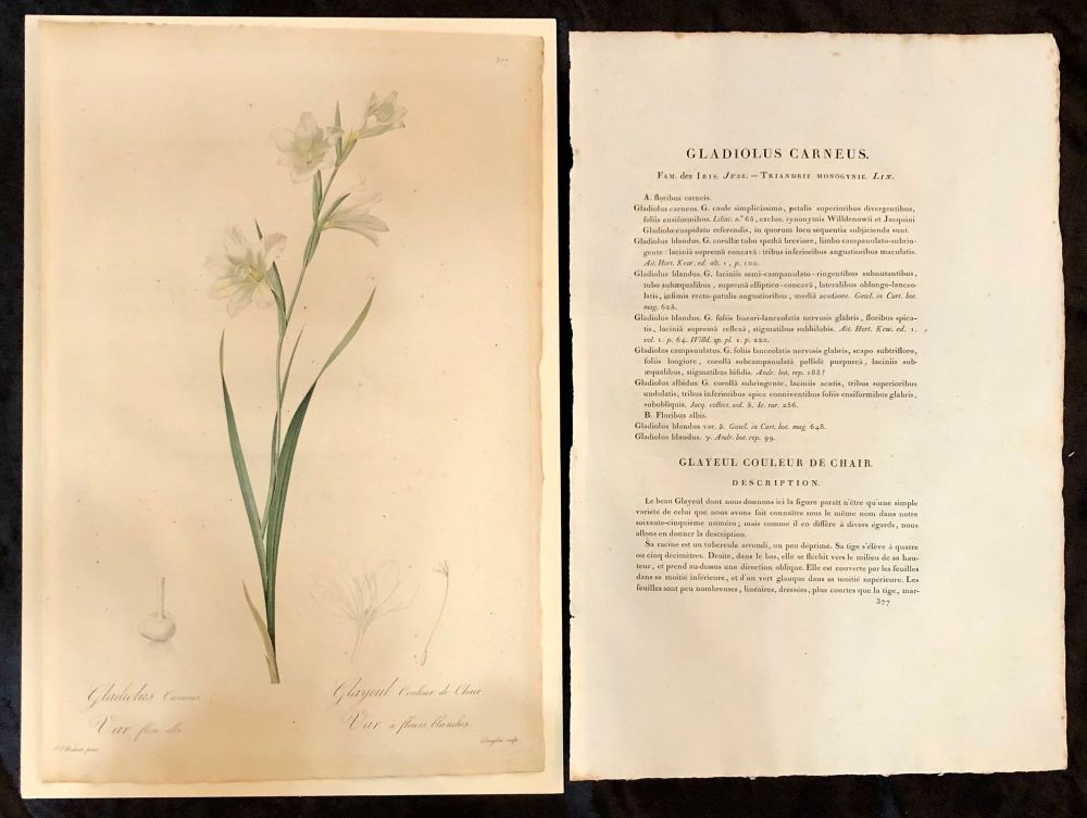 Gladiolus Carnelus Hand Painted Colored Engraving Signed P.J. Redoute