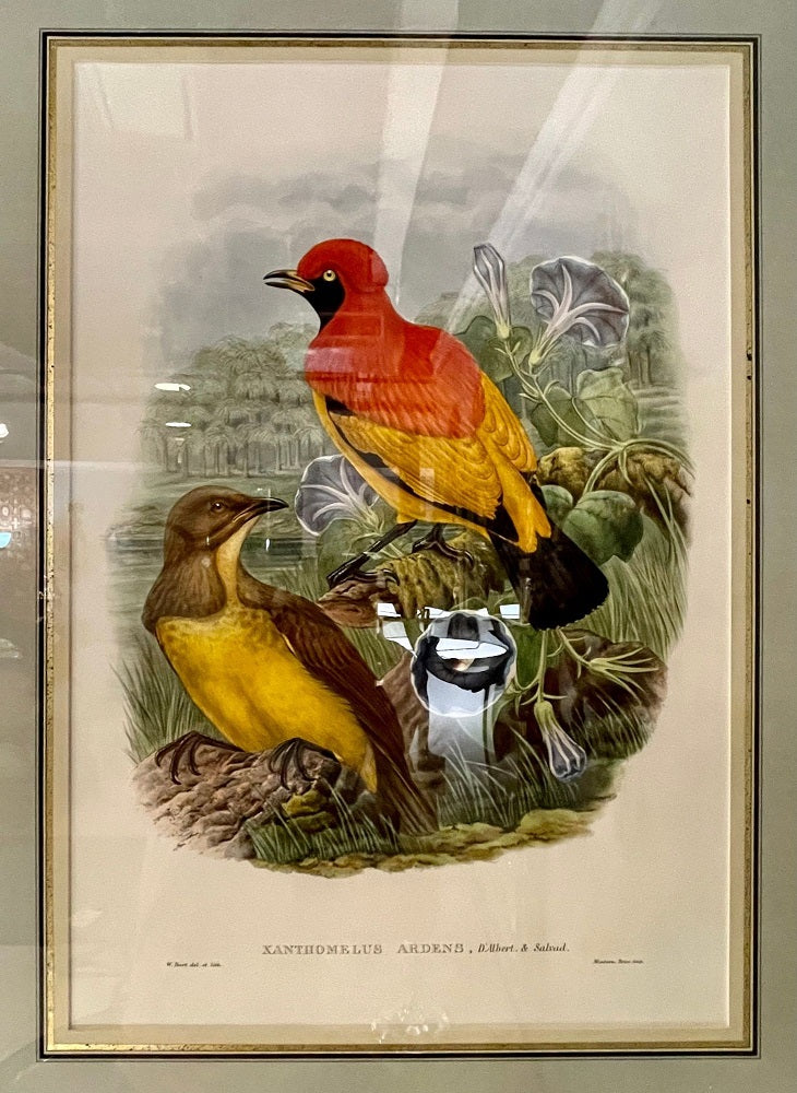 19Th Century Pair of Colored Lithographs Birds, Custom Framed, Signed and Dated