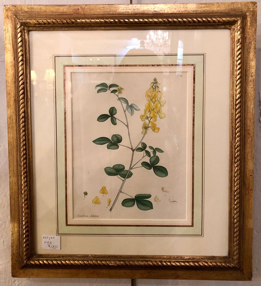 Two of the Hand Colored Botanist Repository Series 1797 Andrews, Henry 'British'