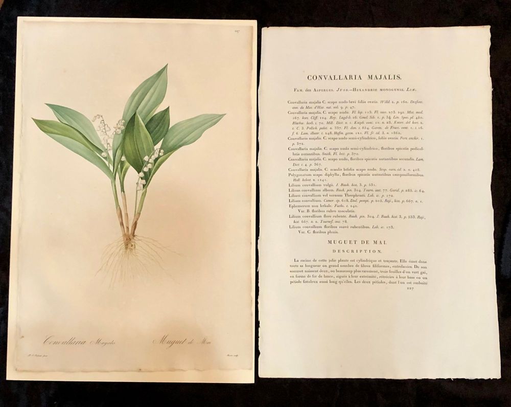 Convallaria Majalis Print Hand Colored Engraving Signed P.J. Redoute