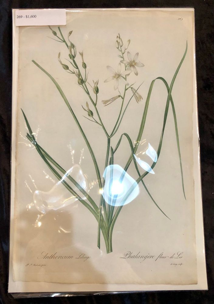 Phalangium Liliago Hand Colored Engraving Signed P.J. Redoute