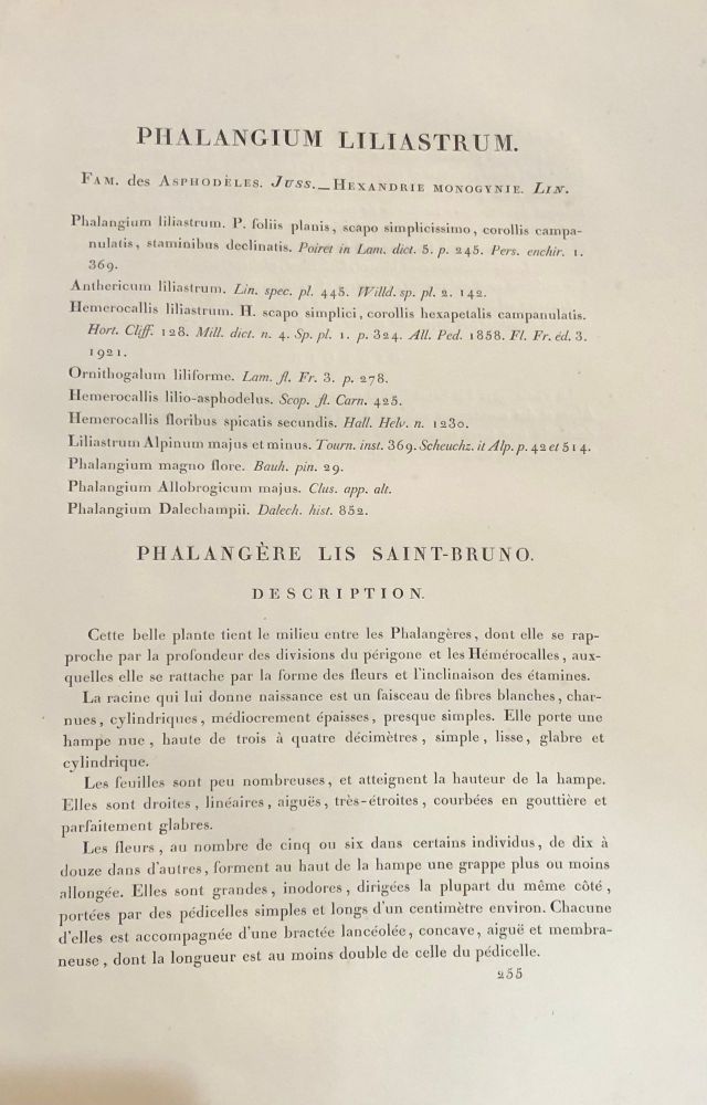 Phalangium Liliastrum Hand Painted Colored Engraving Signed P.J. Redoute