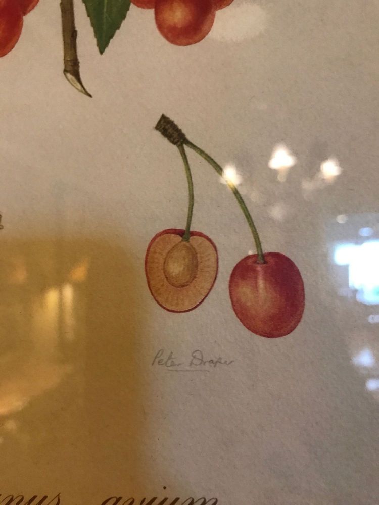 Set of Seven Botanical Prints of Fruit Signed Peter Drafet