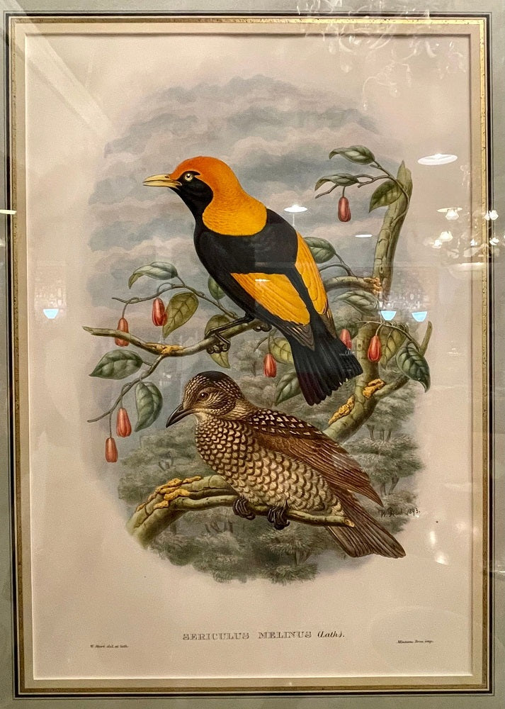 19Th Century Pair of Colored Lithographs Birds, Custom Framed, Signed and Dated
