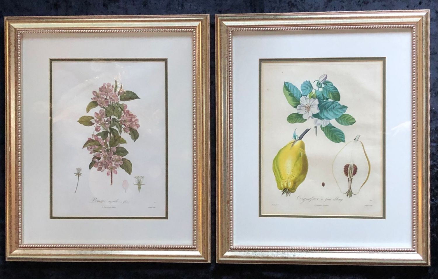 Ten Hand-Colored Color Stipple Engravings from Traite Des Arbres Fruitiers