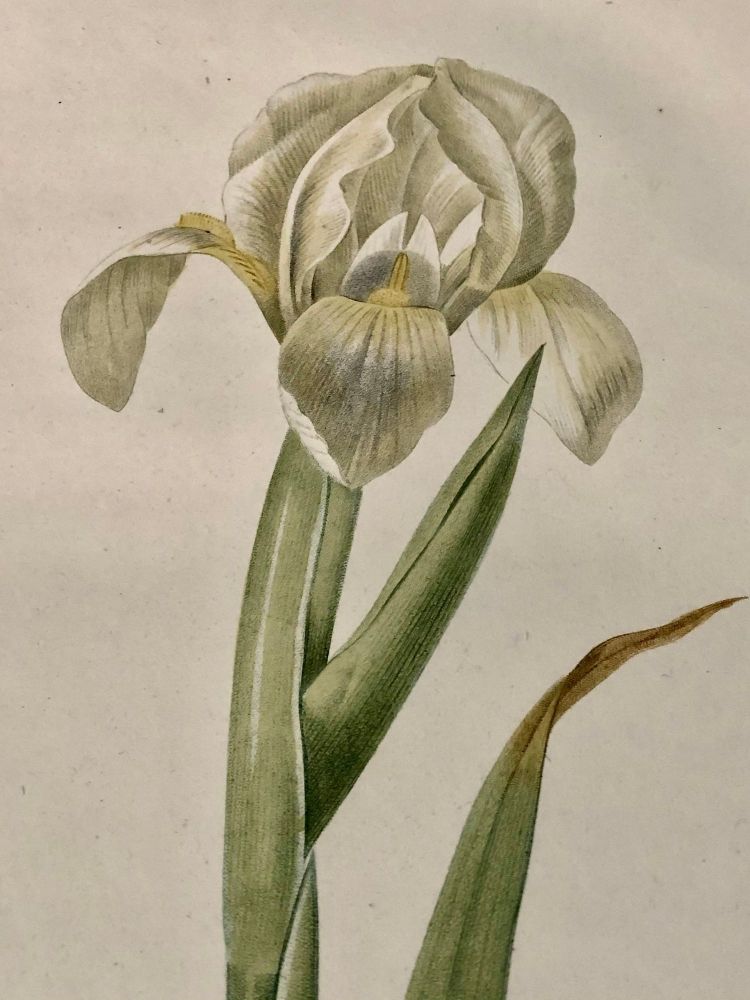 Iris Virescens, Lalics Hand Colored Engraving Signed P. J. Redoute