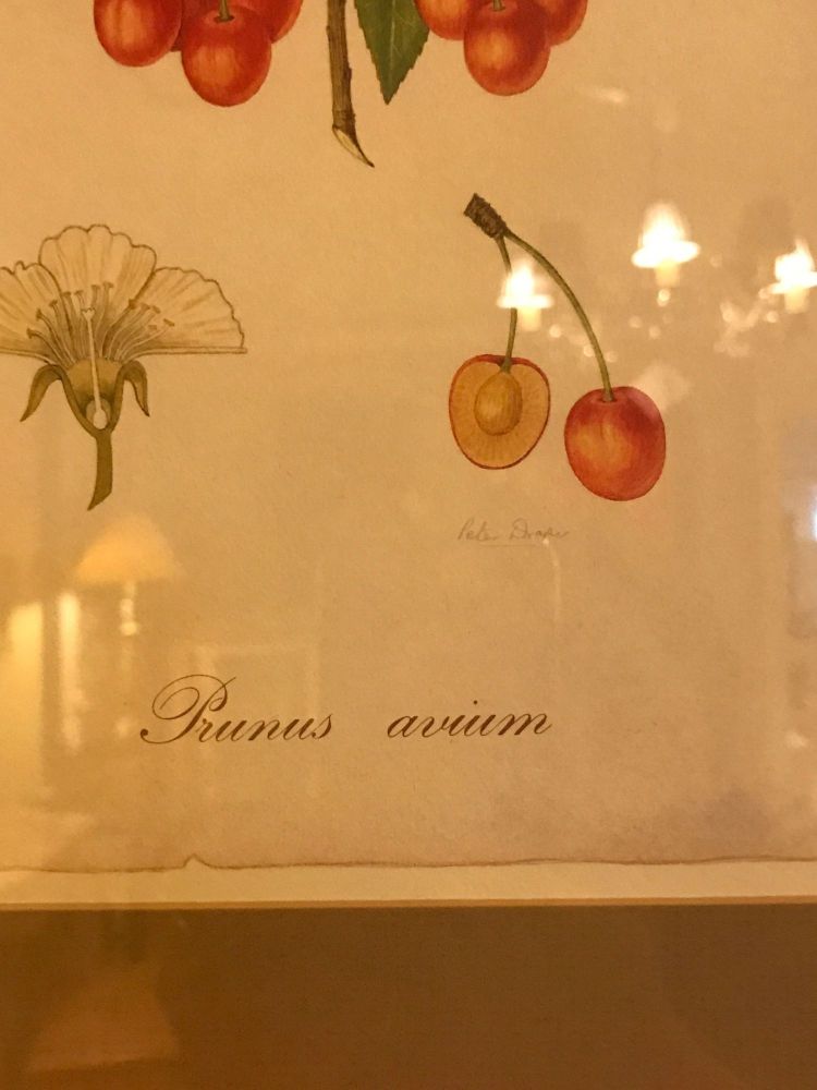 Set of Seven Botanical Prints of Fruit Signed Peter Drafet