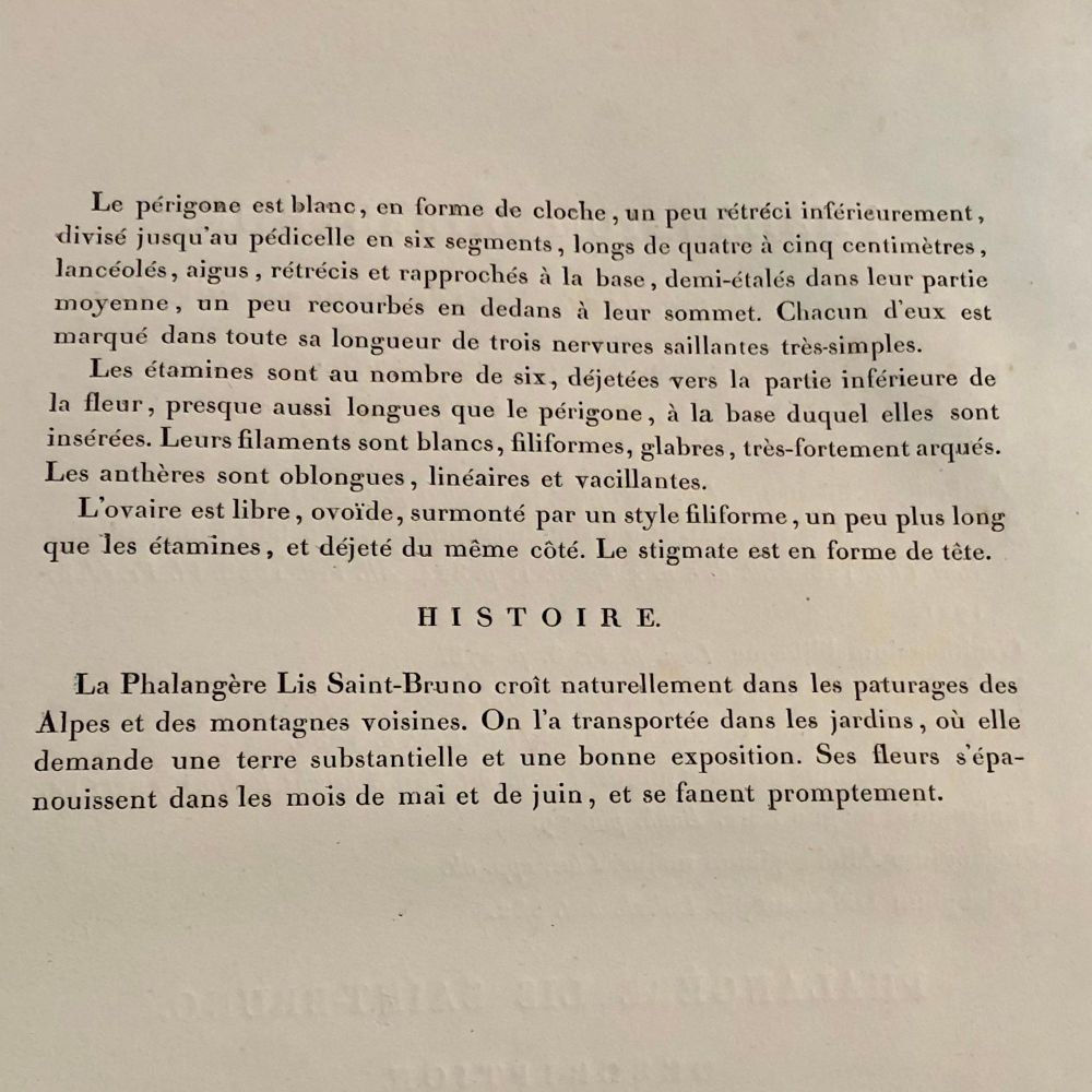 Phalangium Liliastrum Hand Painted Colored Engraving Signed P.J. Redoute