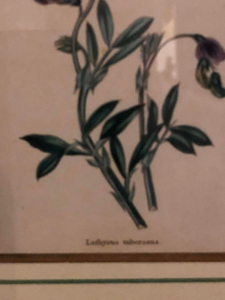 Ten Copperplate Engravings in Gilt Frames by Benjamin Maund, Judy Cormier Framed