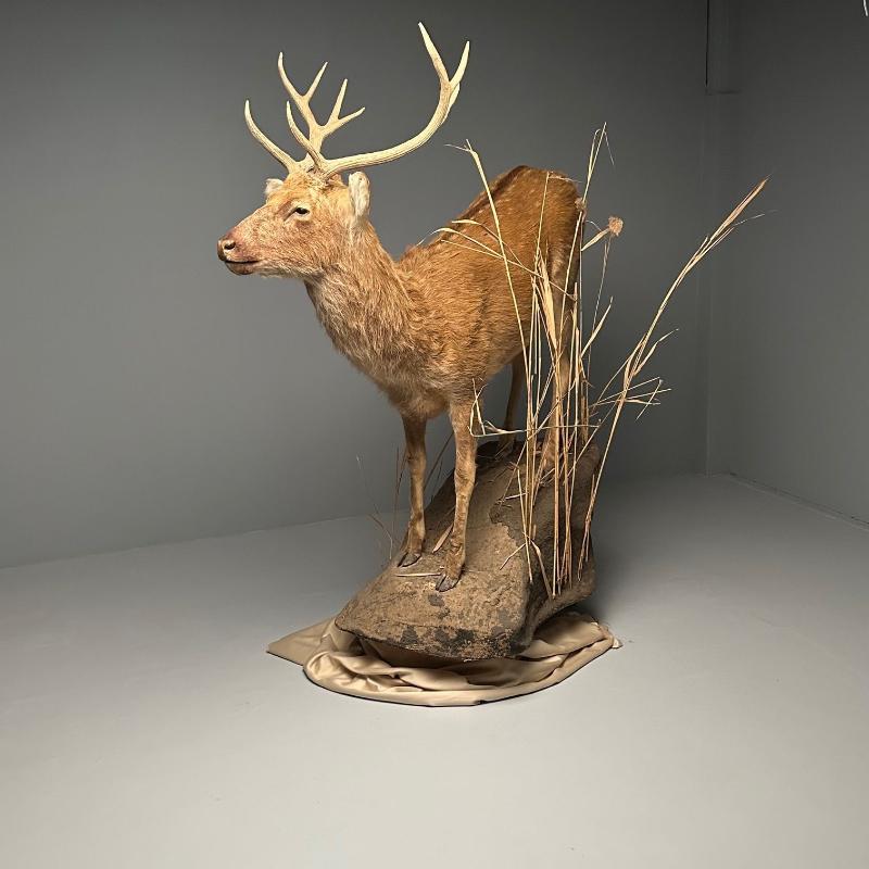 Life-Size Taxidermy Full Body Deer on Faux ConcreteBase, Barasingha
