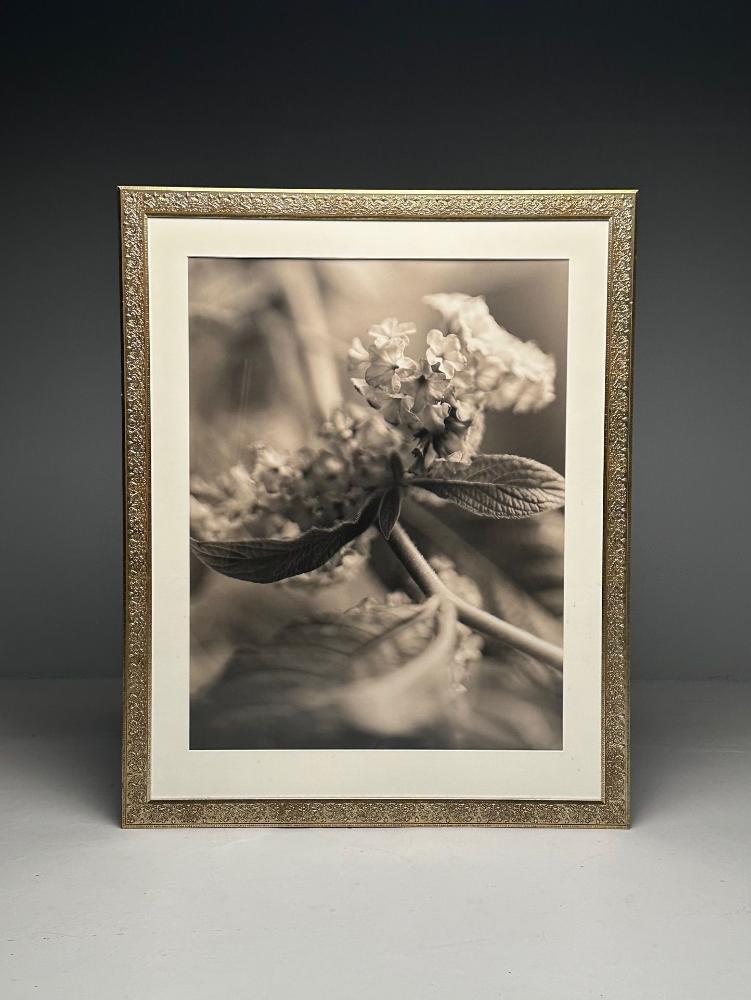 Modern, Large Black and White Photographs, Floral Still Life, Framed, 1990s
