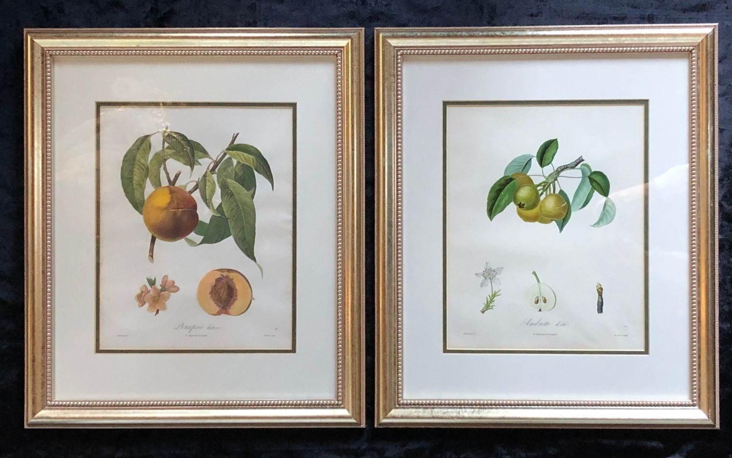 Ten Hand-Colored Color Stipple Engravings from Traite Des Arbres Fruitiers