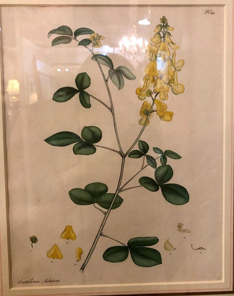 Two of the Hand Colored Botanist Repository Series 1797 Andrews, Henry 'British'