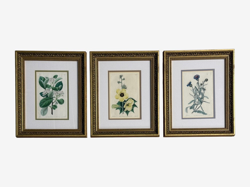 Traditional Wall Decor, Framed Floral Botanicals, Giltwood Frame, 19th c.