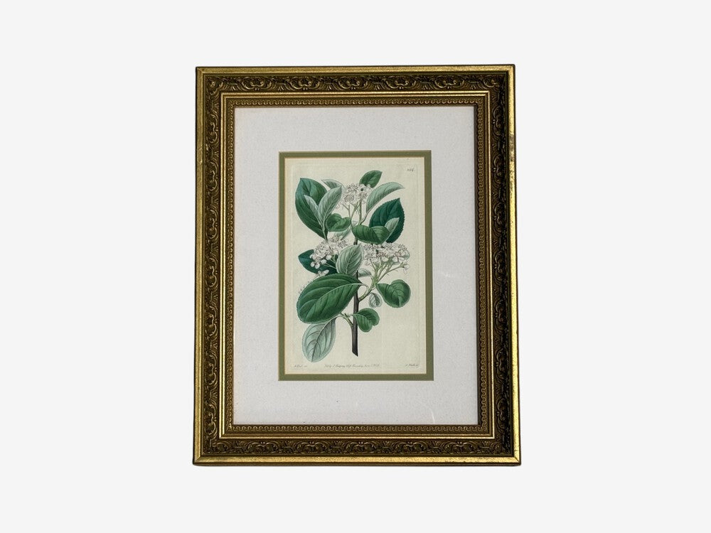 Traditional Wall Decor, Framed Floral Botanicals, Giltwood Frame, 19th c.