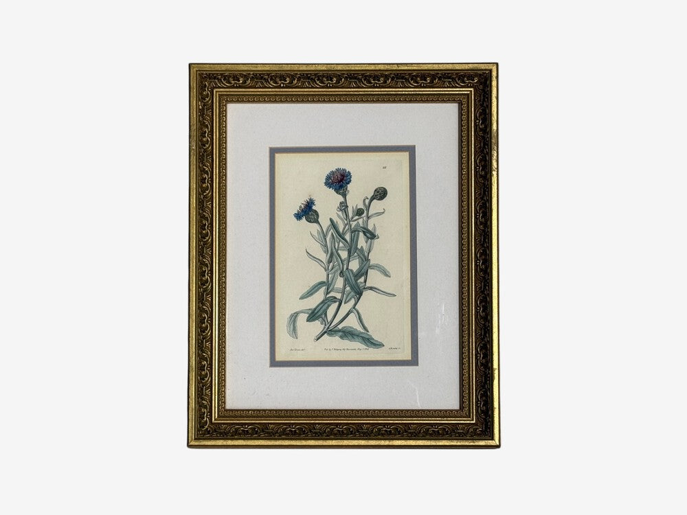Traditional Wall Decor, Framed Floral Botanicals, Giltwood Frame, 19th c.