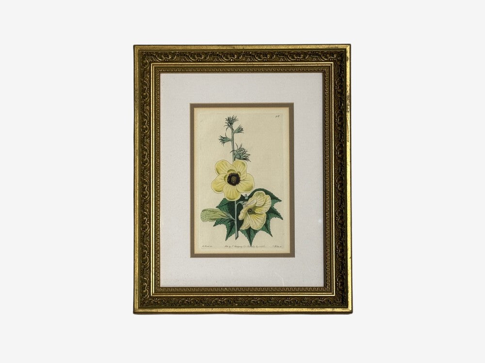Traditional Wall Decor, Framed Floral Botanicals, Giltwood Frame, 19th c.