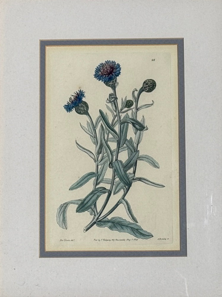 Traditional Wall Decor, Framed Floral Botanicals, Giltwood Frame, 19th c.