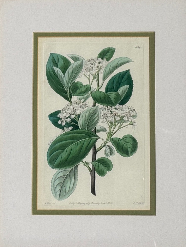 Traditional Wall Decor, Framed Floral Botanicals, Giltwood Frame, 19th c.