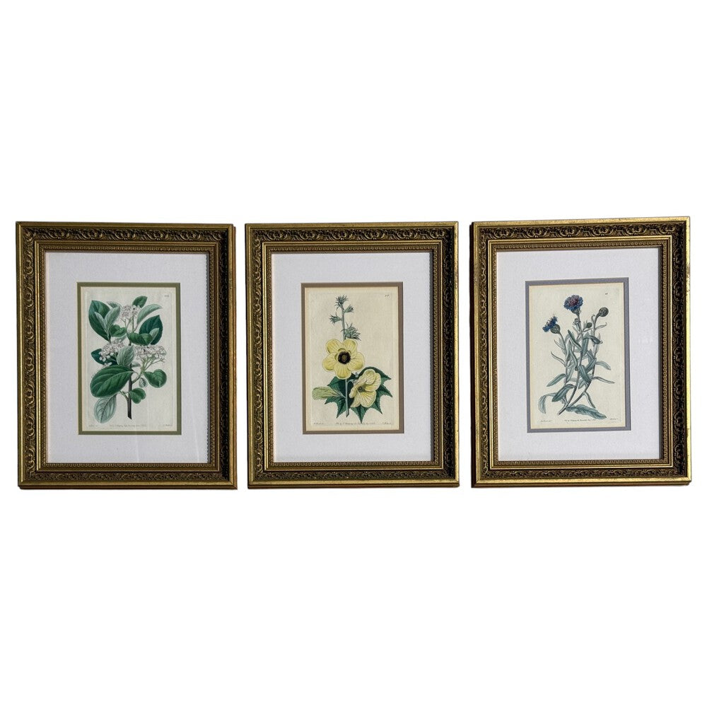 Traditional Wall Decor, Framed Floral Botanicals, Giltwood Frame, 19th c.
