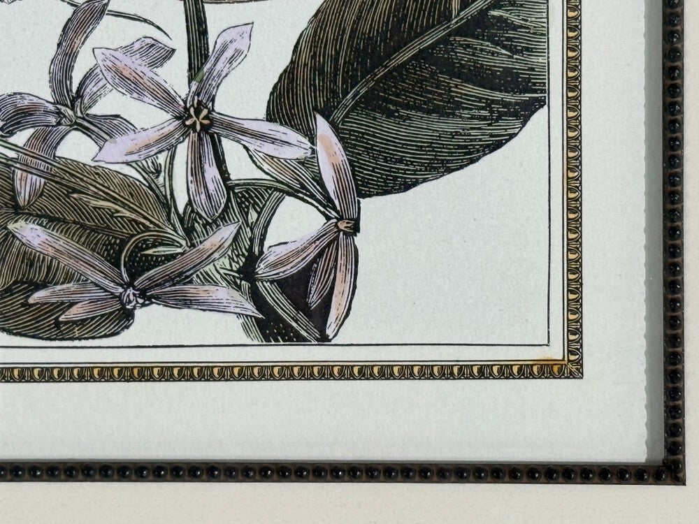 Victorian Style, Framed Butterfly Prints, Gilt, Painted Wood, USA, 20th c.