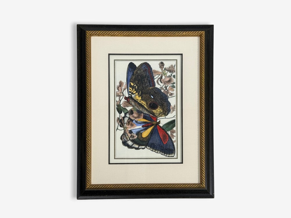 Victorian Style, Framed Butterfly Prints, Gilt, Painted Wood, USA, 20th c.