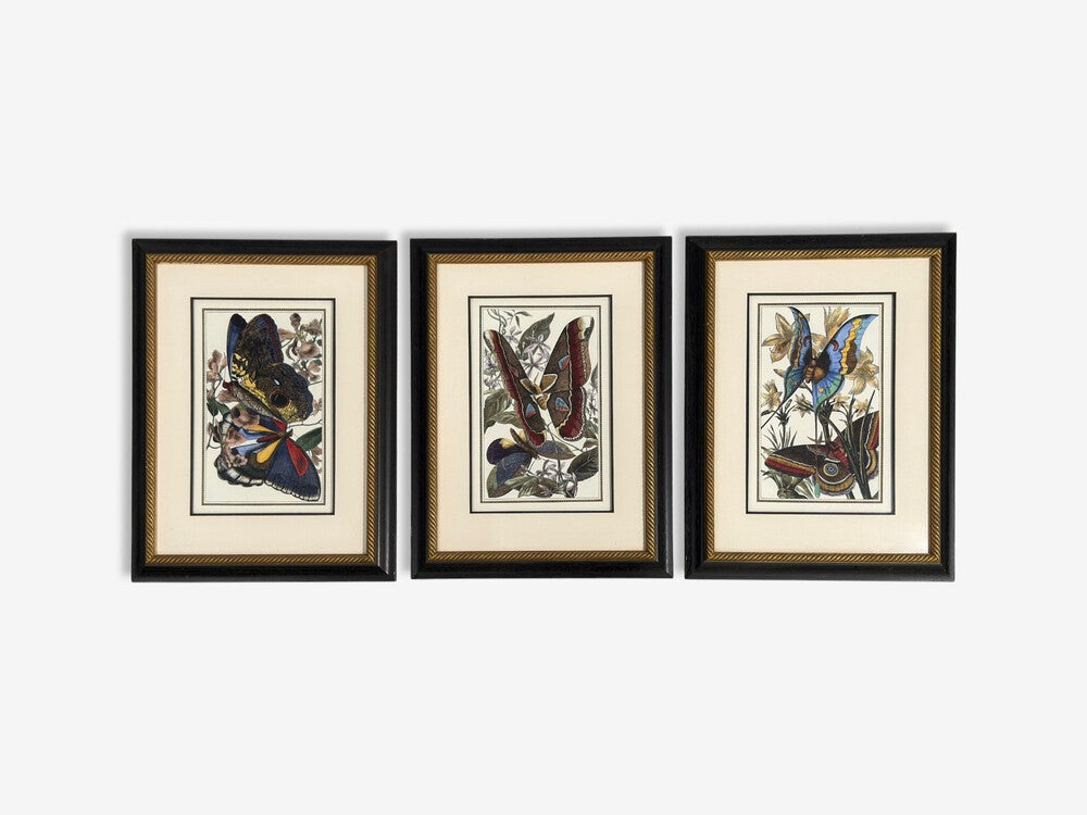 Victorian Style, Framed Butterfly Prints, Gilt, Painted Wood, USA, 20th c.