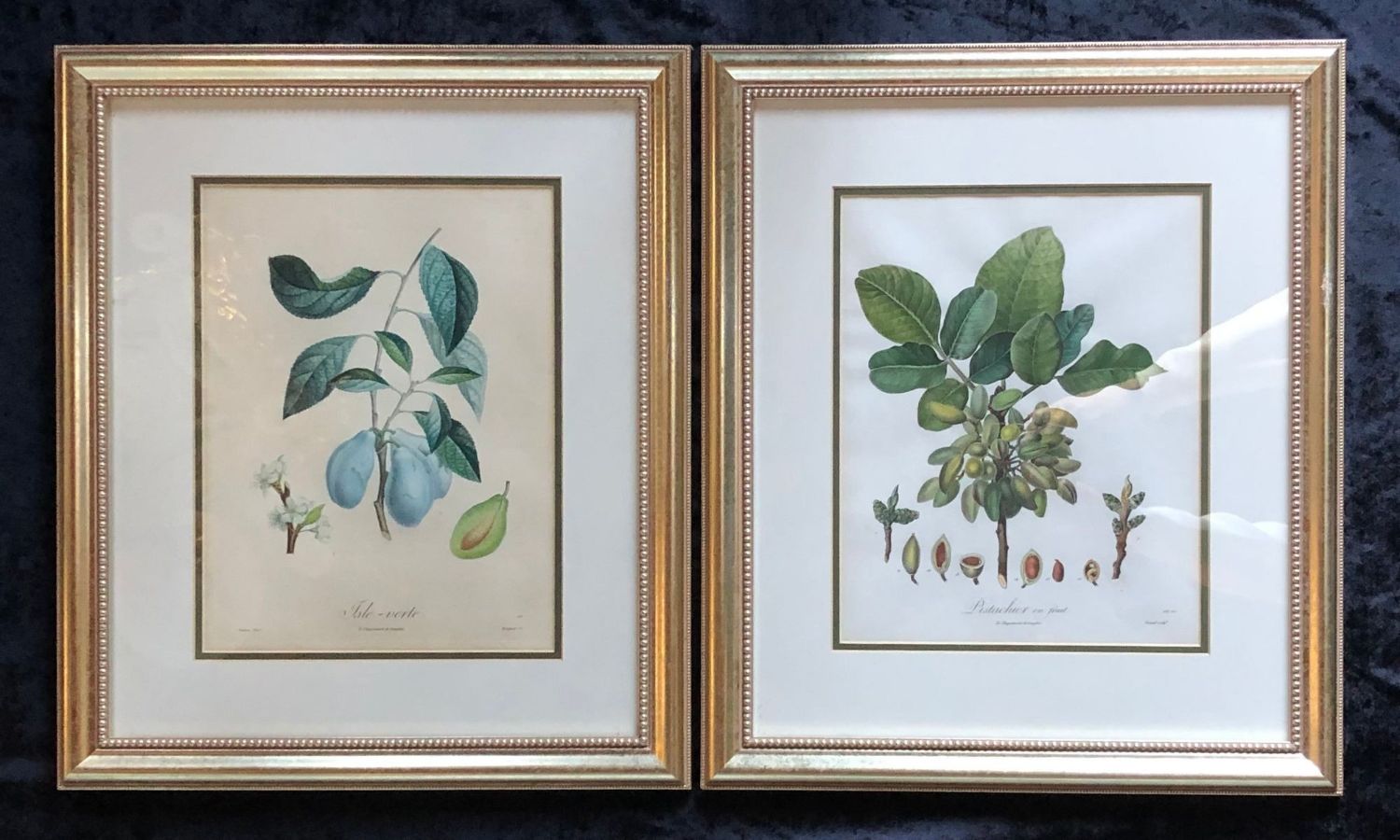 Ten Hand-Colored Color Stipple Engravings from Traite Des Arbres Fruitiers