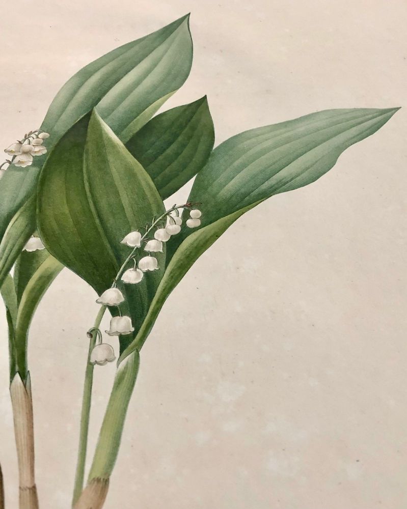 Convallaria Majalis Print Hand Colored Engraving Signed P.J. Redoute