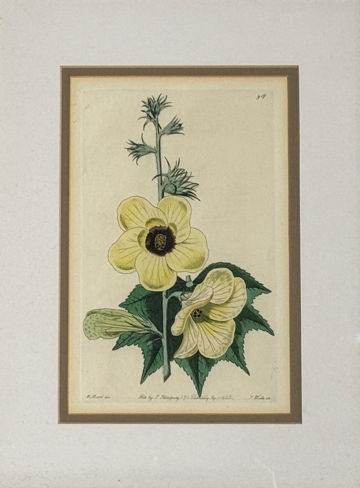 Traditional Wall Decor, Framed Floral Botanicals, Giltwood Frame, 19th c.