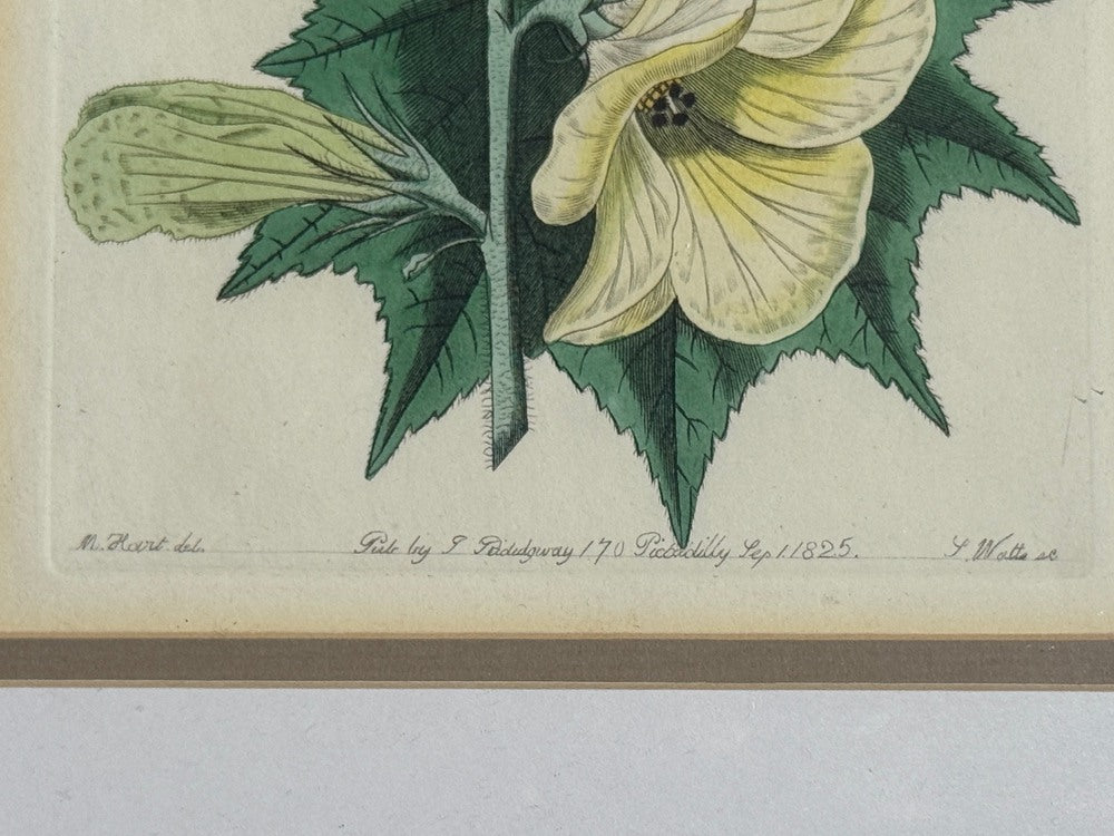 Traditional Wall Decor, Framed Floral Botanicals, Giltwood Frame, 19th c.