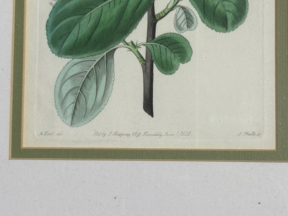 Traditional Wall Decor, Framed Floral Botanicals, Giltwood Frame, 19th c.