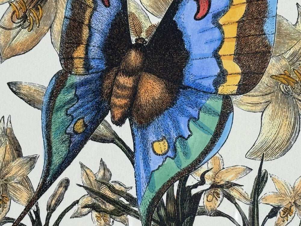Victorian Style, Framed Butterfly Prints, Gilt, Painted Wood, USA, 20th c.