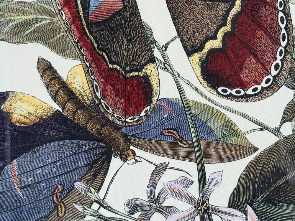 Victorian Style, Framed Butterfly Prints, Gilt, Painted Wood, USA, 20th c.
