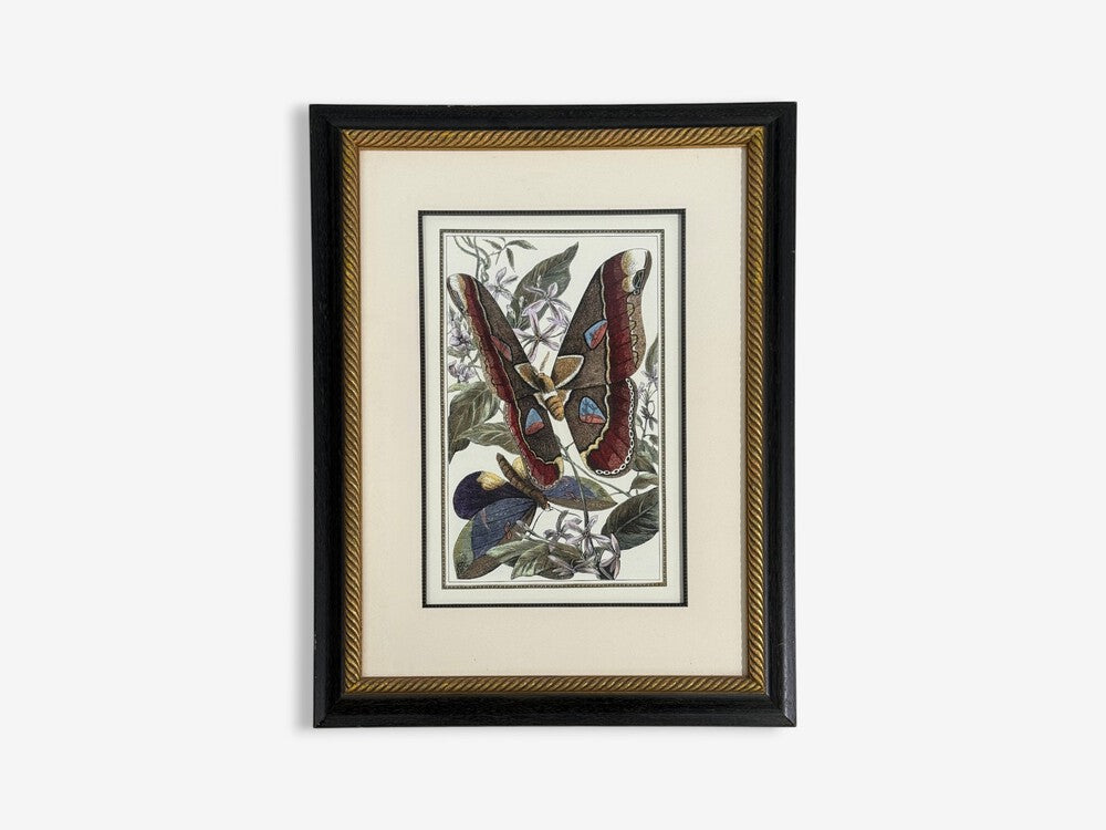Victorian Style, Framed Butterfly Prints, Gilt, Painted Wood, USA, 20th c.