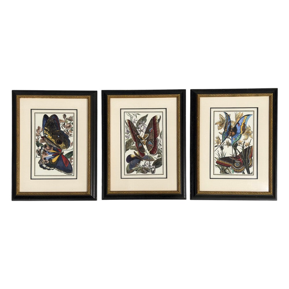 Victorian Style, Framed Butterfly Prints, Gilt, Painted Wood, USA, 20th c.